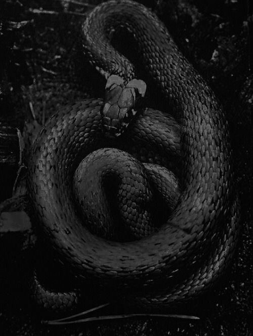 Клубок змей, или в поисках Бьянки Гарпари #4